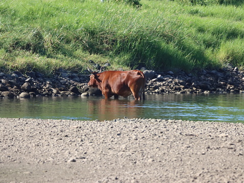Brown cow into water