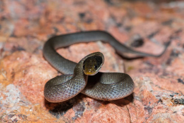 istock Red-lipped herald snake (Crotaphopeltis hotamboeia), also called a herald snake 2150779262