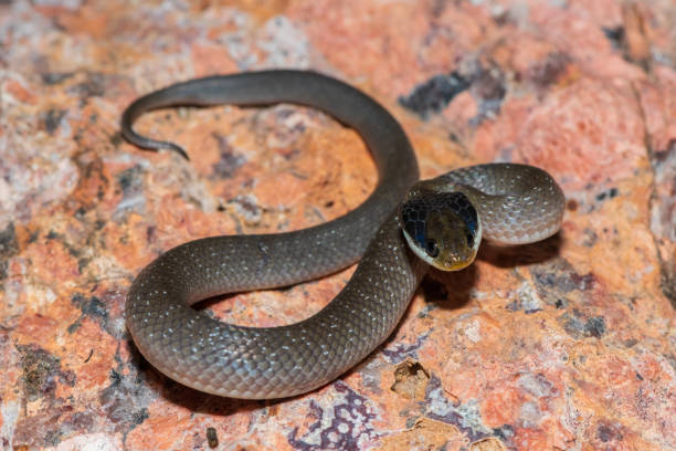 istock Red-lipped herald snake (Crotaphopeltis hotamboeia), also called a herald snake 2150779298
