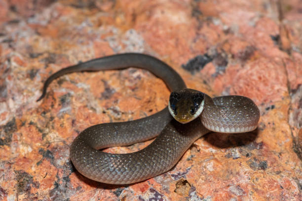 istock Red-lipped herald snake (Crotaphopeltis hotamboeia), also called a herald snake 2150779326