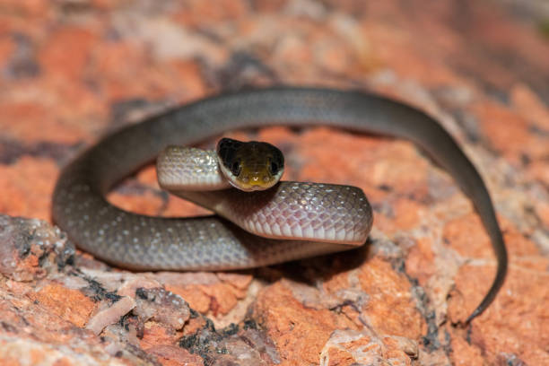 istock Red-lipped herald snake (Crotaphopeltis hotamboeia), also called a herald snake 2150779343