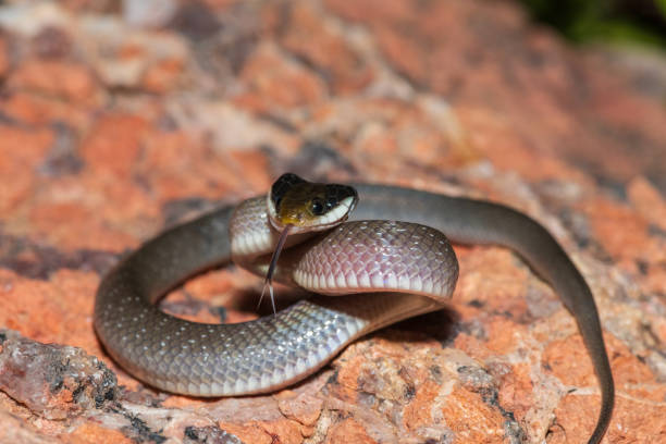 istock Red-lipped herald snake (Crotaphopeltis hotamboeia), also called a herald snake 2150779349