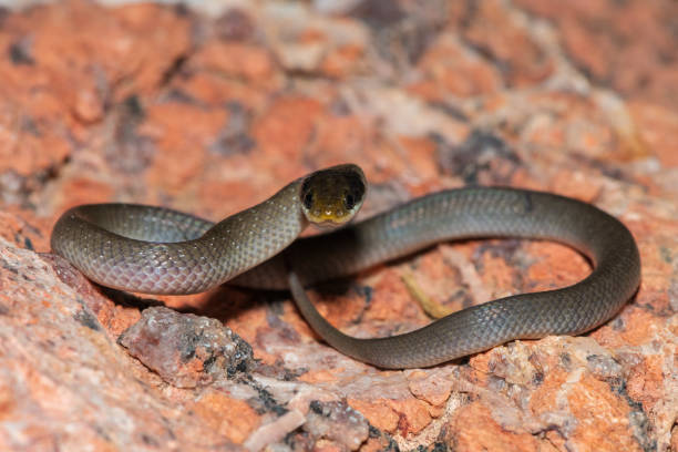 istock Red-lipped herald snake (Crotaphopeltis hotamboeia), also called a herald snake 2150779388