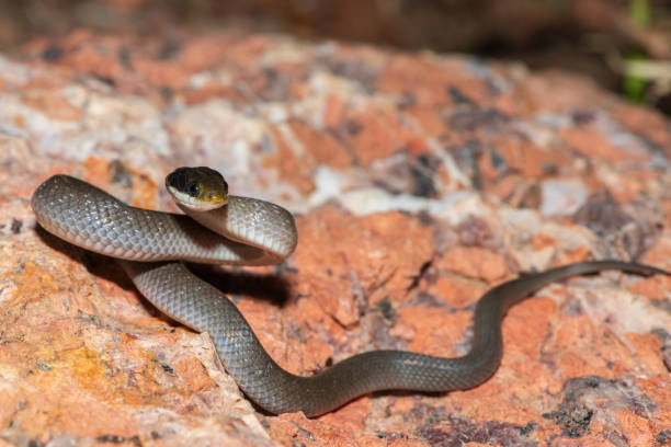 istock Red-lipped herald snake (Crotaphopeltis hotamboeia), also called a herald snake 2150779423