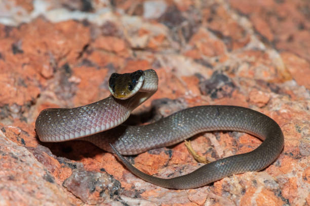 istock Red-lipped herald snake (Crotaphopeltis hotamboeia), also called a herald snake 2150779426