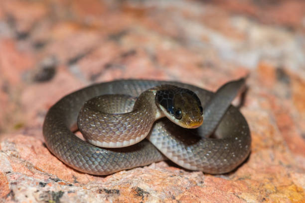istock Red-lipped herald snake (Crotaphopeltis hotamboeia), also called a herald snake 2150779458