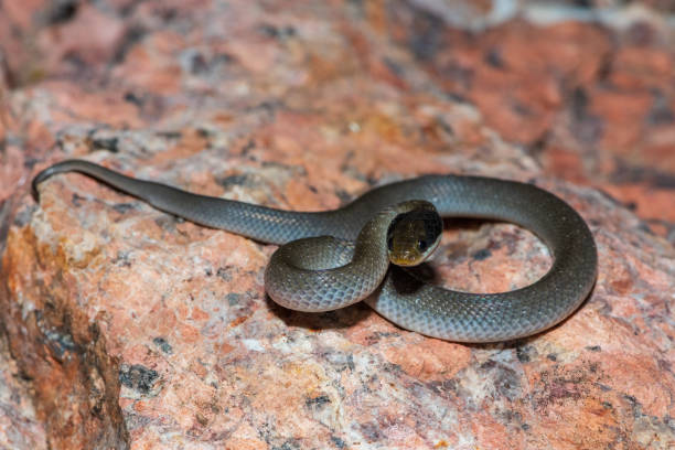 Red-lipped herald snake (Crotaphopeltis hotamboeia), also called a herald snake