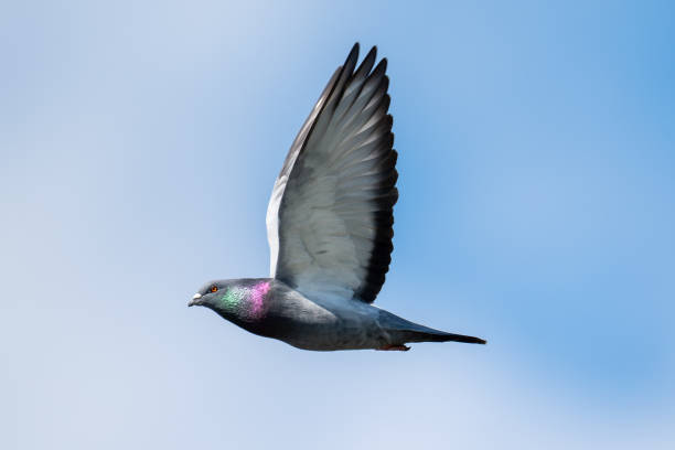 istock Rock pigeon flying in the sky 2150779566