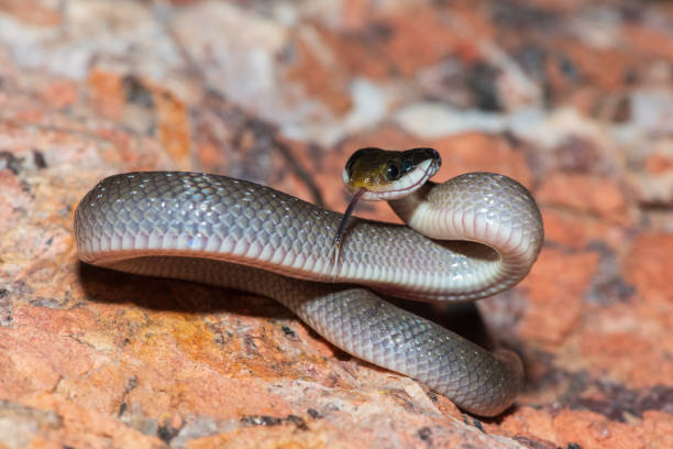 istock Red-lipped herald snake (Crotaphopeltis hotamboeia), also called a herald snake 2150779659