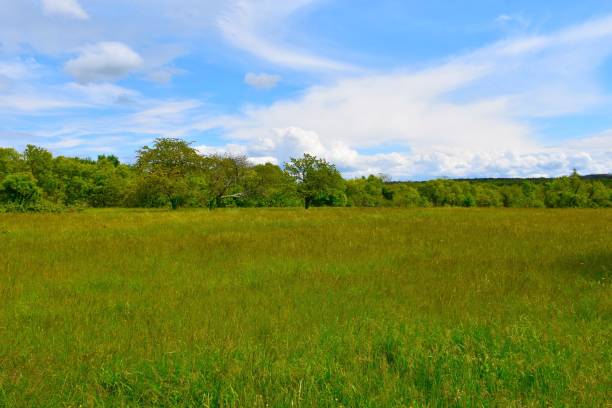 istock Meadow with a forest behind at Kras in Primorska, Slovenia 2150779820