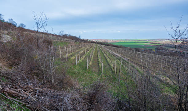 istock View over vineyards to valley with fields, forests and cities. 2150781480