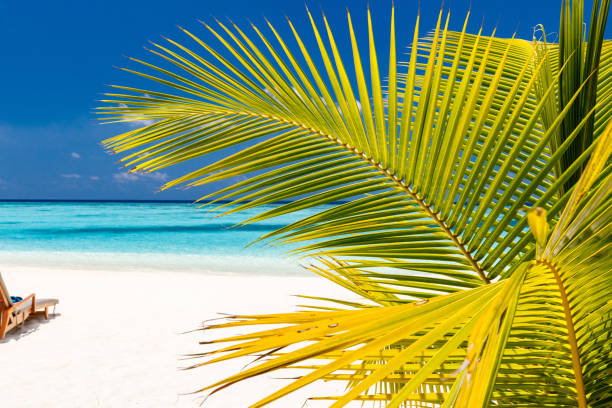 Close up of palm leaves on the beach at Maldives. Copy space.