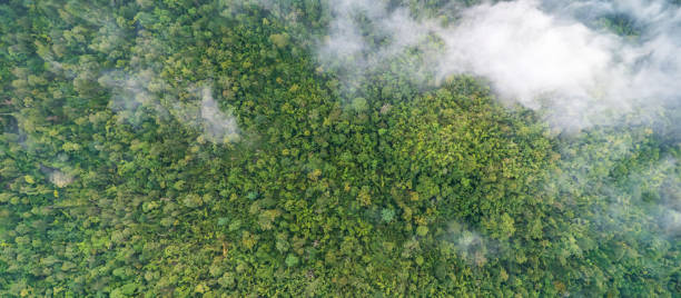 istock Tropical forests can absorb large amounts of carbon dioxide from the atmosphere. 2150781642