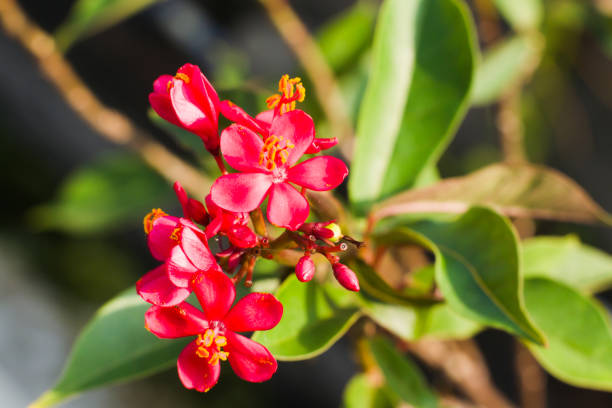 istock Averrhoa bilimbi flower 2150782275