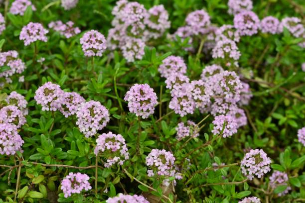 istock Thyme ( Thymus vulgaris ) flowers. Lamiaceae herb. 2150782489