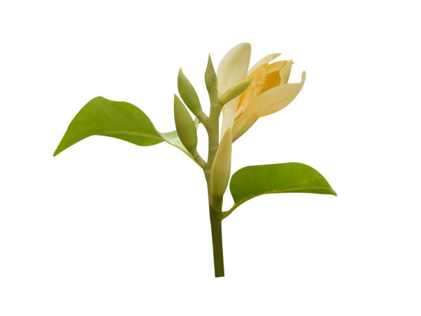 Magnolia champaca or Michelia champaca various parts of magnolia champaca is used in fevers, skin diseases, amenorrhoea, leprosy, boils etc champak stock pictures, royalty-free photos & images