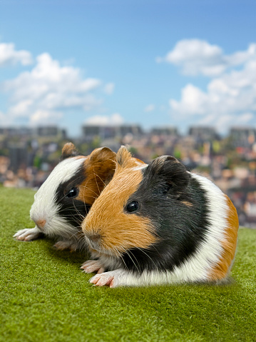 Stock photo showing close-up view of two, short haired American tricoloured guinea pigs (Cavia porcellus) sat on a mown grass lawn.