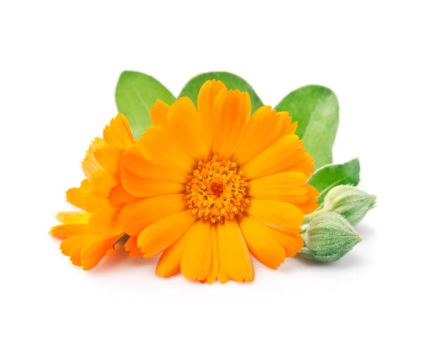 istock Calendula flower buds on white backgrounds. Marigold 2150783309