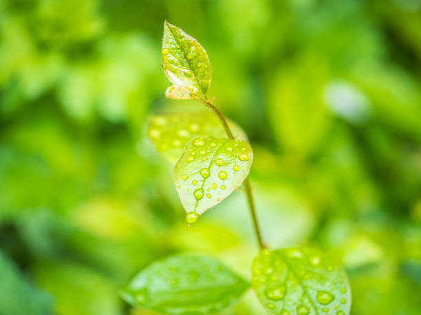 Green leaves with water drops after rain. Natural background