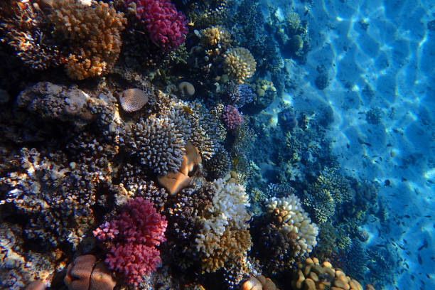 istock coral reef in the Red Sea 2150785121
