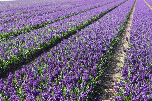istock Rows of purple hyacinths growing in bulb fields in The Netherlands 2150785190