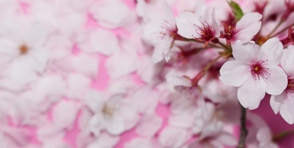 cherry blossom on pink background with copy space for text.