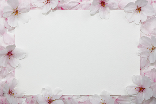 Cherry blossom frame with blank paper for your text or message