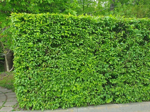 Evergreen hedges. Eco wall. Organic natural background. Clean environment. Ornamental plant in the garden.