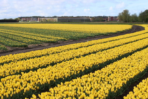 istock Rows of yellow tulips growing in bulb fields in The Netherlands 2150786545