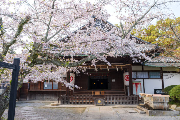 Kagawa, Japan - April 7 2024 : Kotohira Honkyo General Headquarters Konpira Omotesando. Cherry blossoms in full bloom in the spring.
