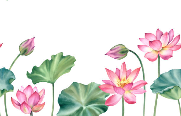 istock Lotus pink flowers and leaves. Watercolor illustration hand-painted on a white background. Seamless horizontal border. A bundle of water lilies for clipart, spa. 2150786721