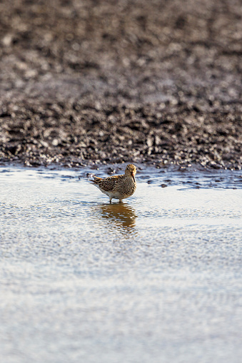 Pectoral sandpiper standing in the water at low tide