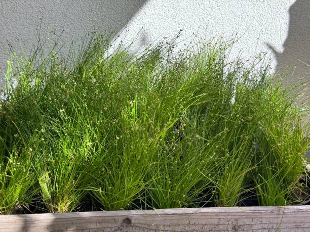 istock Grass Isolepis cernua ornamental plant 2150787229