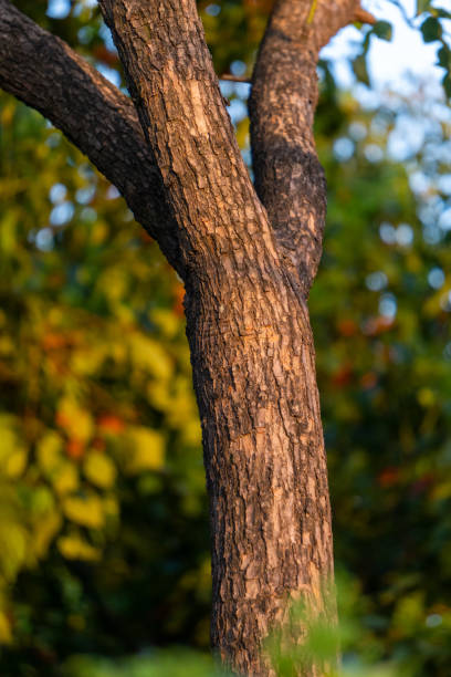 Cinnamomum camphora tree trunk with textured bark. High-resolution image suitable for nature backgrounds.