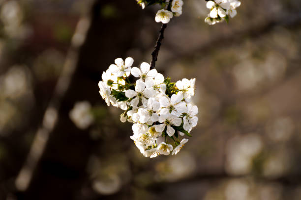 white blooming spring flowers on spring tree against dark background