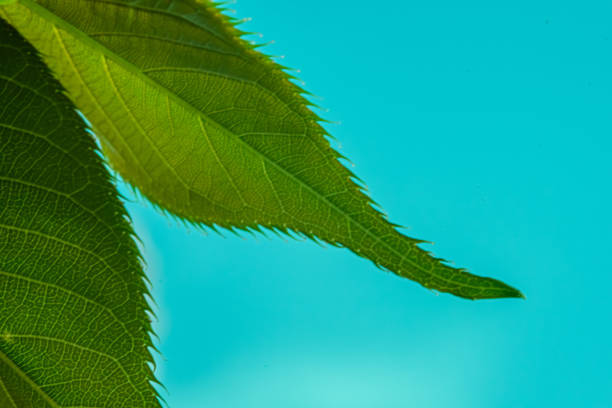 Macro detailed leaf. Stunning color tones. Space suitable for copy-paste. Minimal nature background. Selective focus.