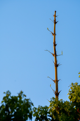 Bamboo tree stem reaching skyward against clear blue sky. Organic environment in Uttarakhand, India. Tall bamboo growth in natural habitat.