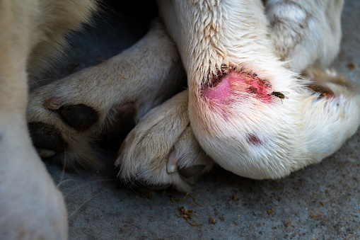 White dog in India with pink wound on front legs infected with fleas. Veterinary care needed urgently