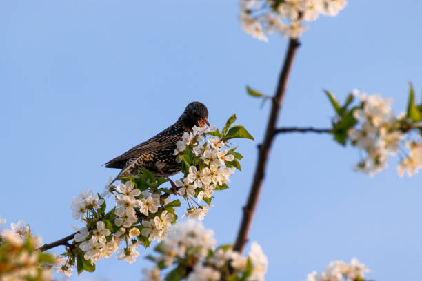 istock European starling bird perching on blossomed spring tree 2150787390
