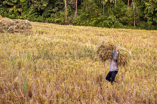 Tampangan, North Sumatra, Indonesia - February 2nd 2024:  Man carrying a sheaf of rice in a dry rice paddy during harvest