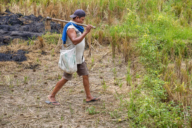 Kotanopan, North Sumatra, Indonesia - February 3nd 2024: Man with a hoe in a freshly harvested rice paddy where the dry straws has been burned