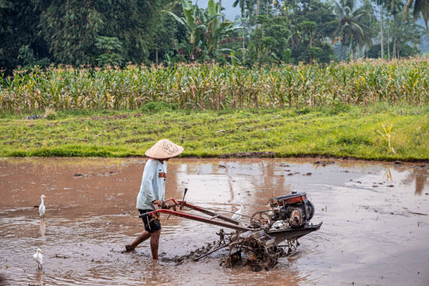 Matur, Northwest Sumatra, Indonesia - February 7nd 2024: Man working with a wet land tiller in a flooded and muddy rice paddy