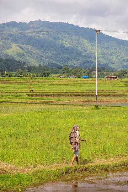 Kecamatan Iv Koto, North Sumatra, Indonesia - February 6st 2024:  Man carrying a heavy machine part between rice paddies