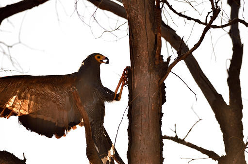 Harrier-hawk eating prey.