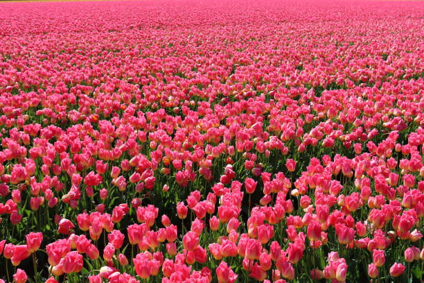 Rows of bright pink tulips growing in bulb fields in The Netherlands