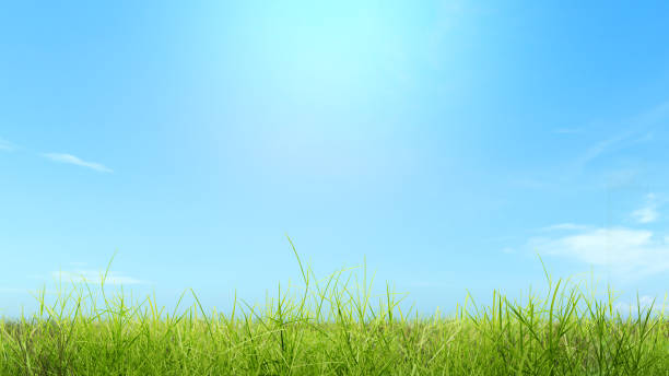 istock Closeup view of green grass on the field 2150788631