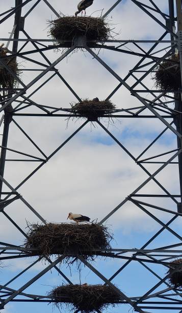 istock Stork nests in power grid towers 2150789139
