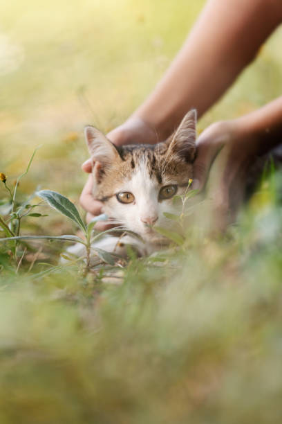 istock A young woman is playing with a kitten in the grass. 2150789170