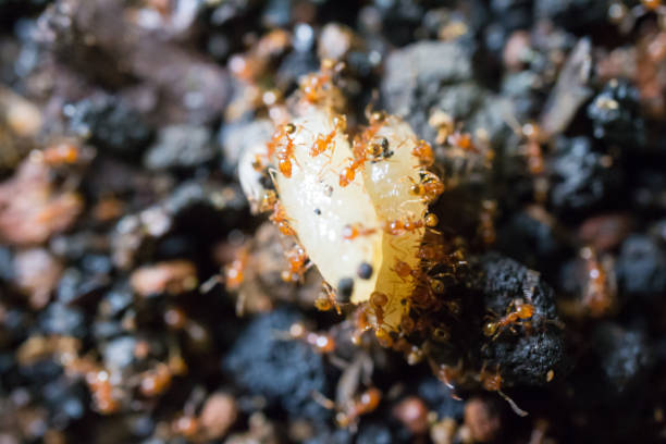 istock Ants swarming rice grains on the ground 2150789194
