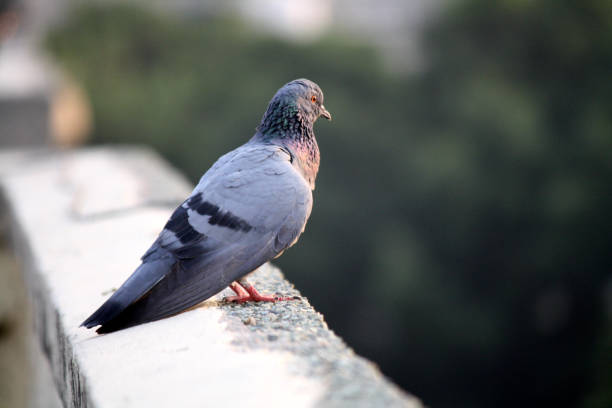 istock Adult Rock Dove (Columba livia) watching from a parapet : (pix Sanjiv Shukla) 2150789720